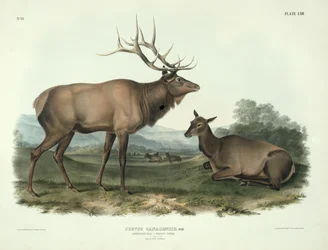 Cervus Canadensis (alce americano, cervo de Wapiti), placa 62 de "Quadrúpedes de America do Norte", gravada por John T. Bowen (1801-c.1856), 1845
